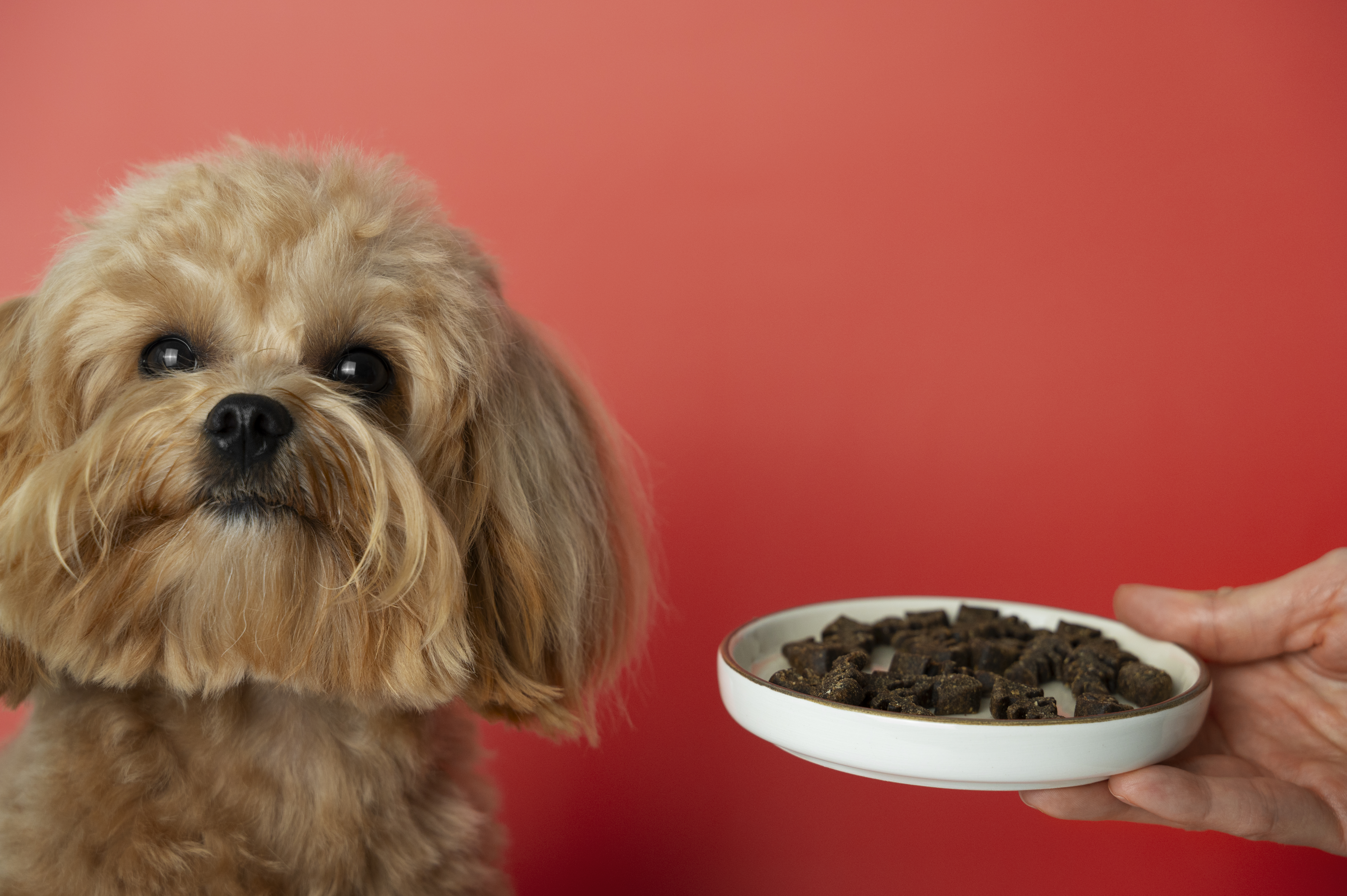 PET FOOD